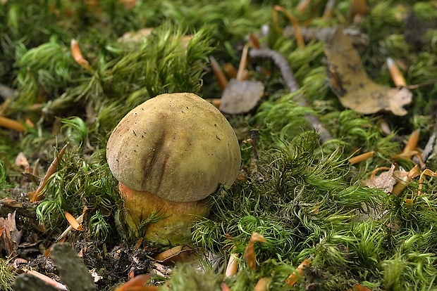 hríb zrnitohlúbikový Sutorius luridiformis (Rostk.) G. Wu & Zhu L. Yang