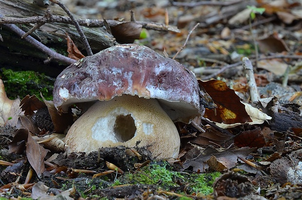 hríb sosnový Boletus pinophilus Pil. et Dermek in Pil.