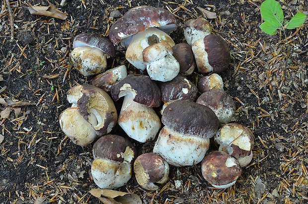 hríb sosnový Boletus pinophilus Pil. et Dermek in Pil.