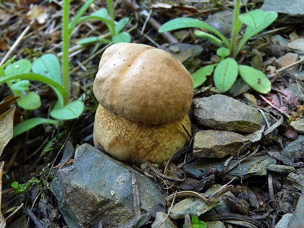 hríb dubový Boletus reticulatus Schaeff.