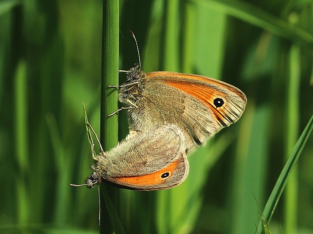 očkáň pohánkový Coenonympha pamphilus