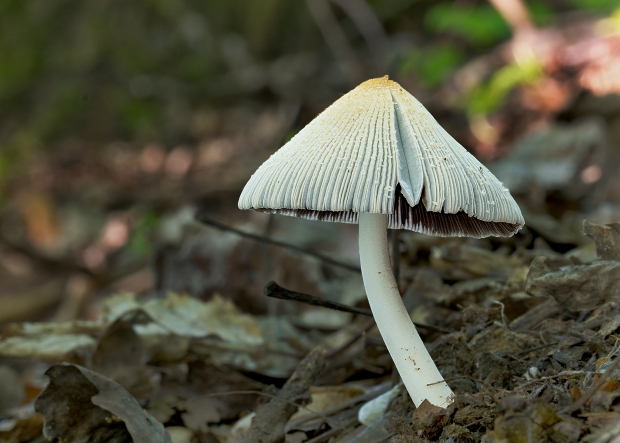 hnojník Coprinus sp.