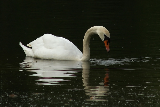 labuť veľká / hrubozobá Cygnus olor