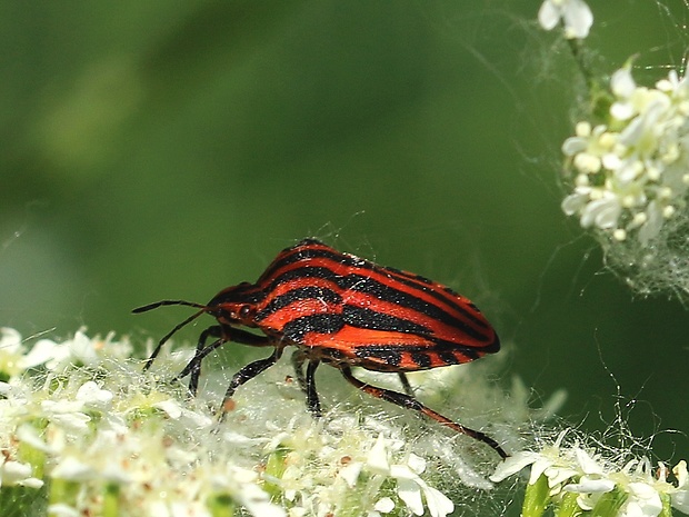 bzdocha pásavá Graphosoma italicum