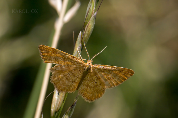 piadica hlinožltá Idaea serpentata