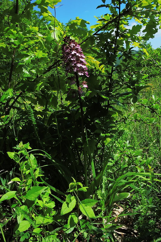 vstavač purpurový Orchis purpurea Huds.