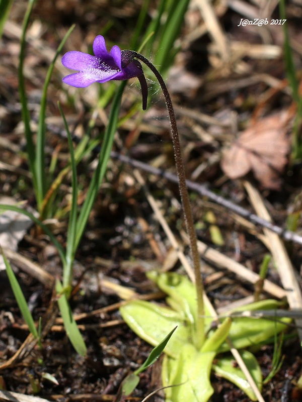 tučnica obyčajná Pinguicula vulgaris L.