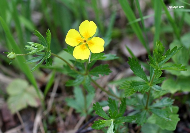 nátržník vzpriamený Potentilla erecta (L.) Raeusch.