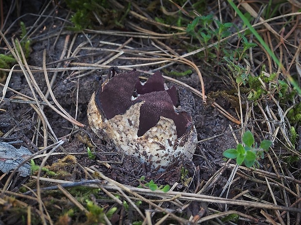 tulipánovka fialová Sarcosphaera coronaria (Jacq.) J. Schröt.