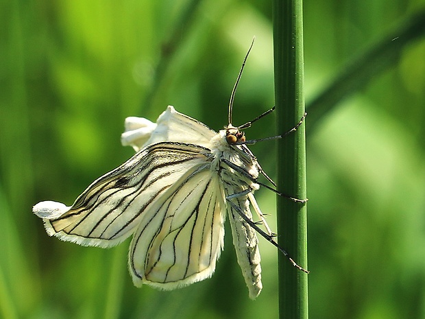 piadivka žilkovaná Siona lineata