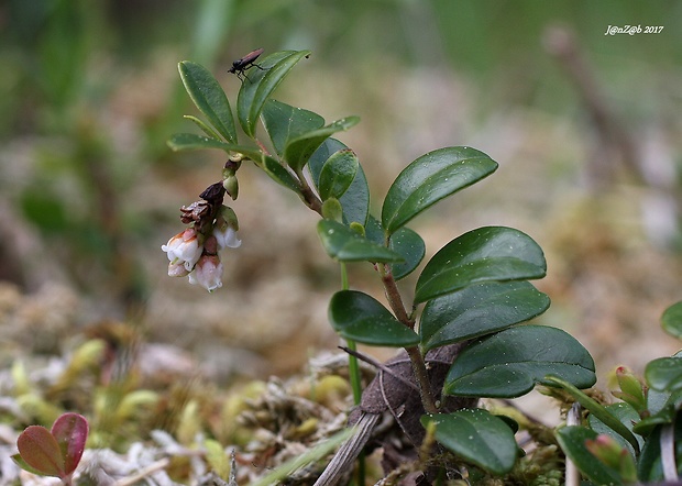 brusnica pravá Vaccinium vitis-idaea L.