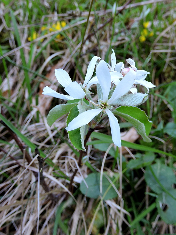 muchovník vajcovitý Amelanchier ovalis Medik.