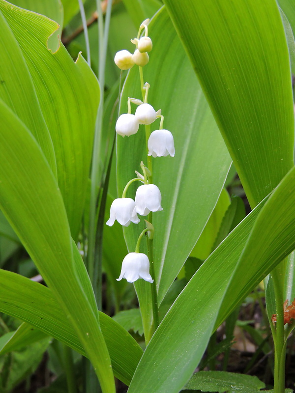 konvalinka voňavá Convallaria majalis L.