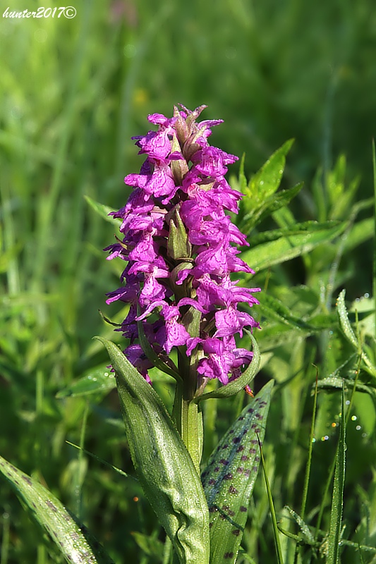 vstavačovec májový pravý Dactylorhiza majalis subsp. majalis (Reincherb.) Hunt & Summerh.