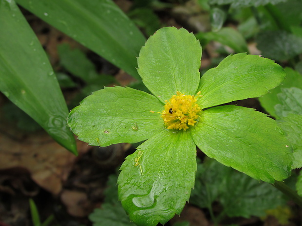 hviezdnatec čemericový Hacquetia epipactis (Scop.) DC.