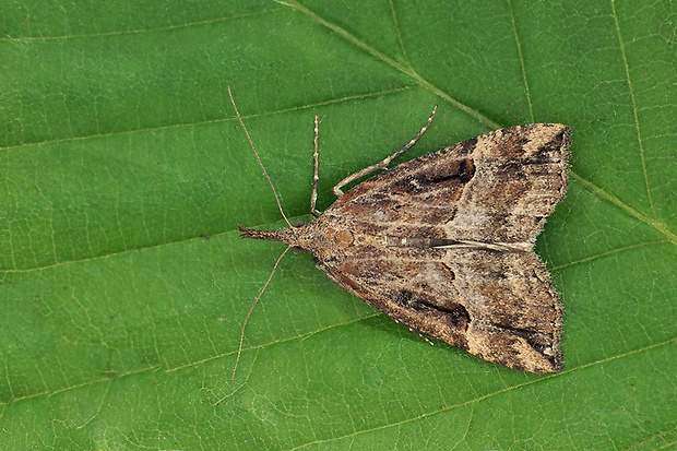 pamora chmeľová Hypena rostralis  Linnaeus, 1758