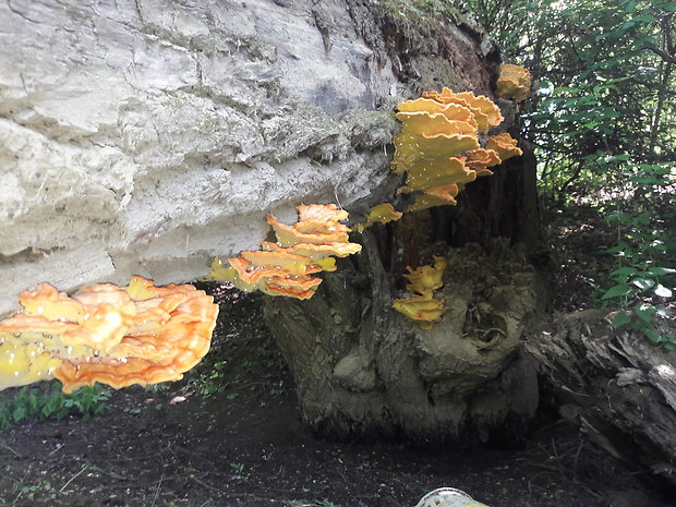 sírovec obyčajný Laetiporus sulphureus (Bull.) Murrill