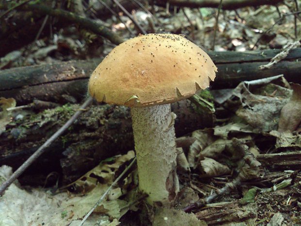 kozák osikový Leccinum albostipitatum den Bakker & Noordel.