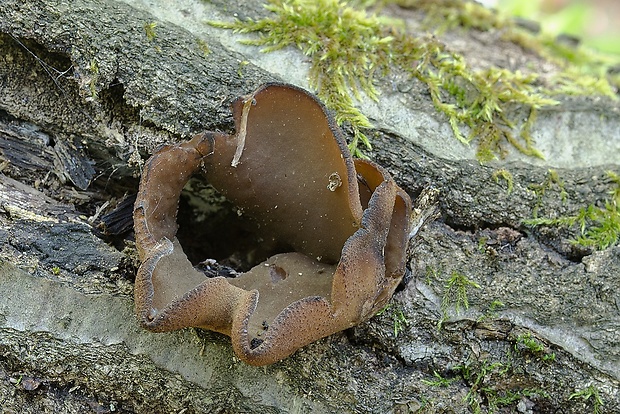 čiaška Peziza sp.