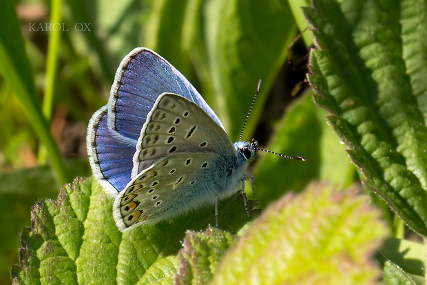 modráčik ďatelinový Polyommatus bellargus