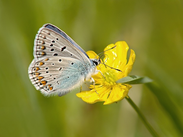 modráčik obyčajný Polyommatus icarus