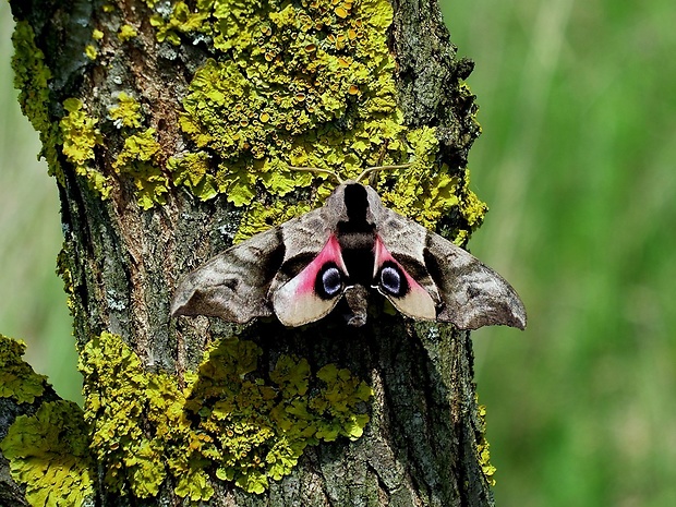 lišaj pávooký (sk) / lišaj paví oko (cz) Smerinthus ocellatus Linnaeus, 1758