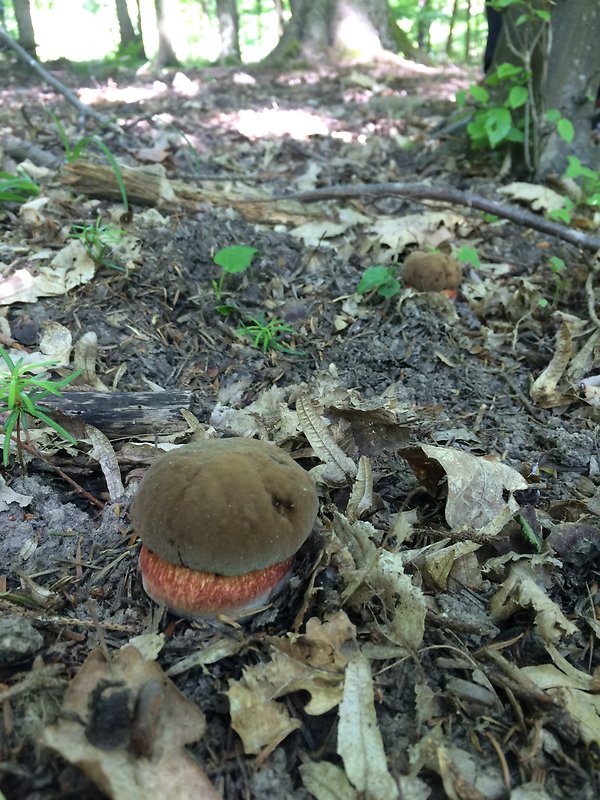 hríb zrnitohlúbikový Sutorius luridiformis (Rostk.) G. Wu & Zhu L. Yang