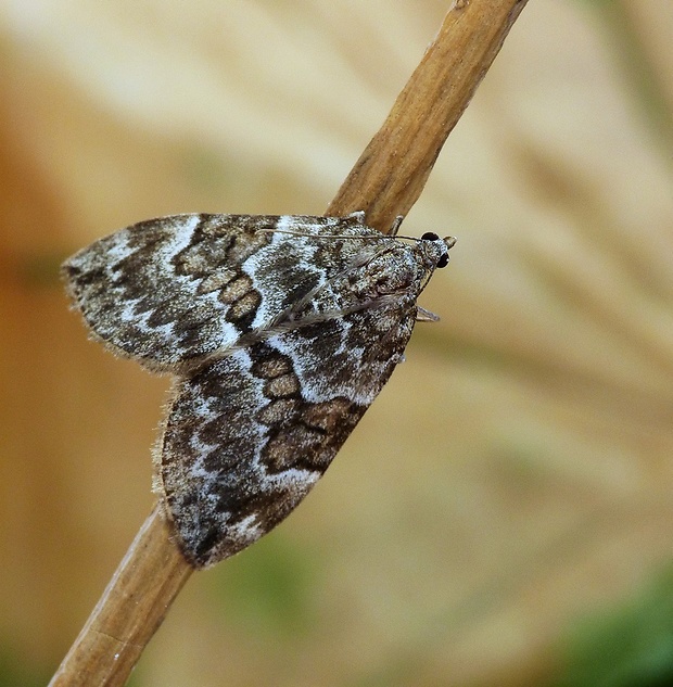 piadivka premenlivá Thera variata