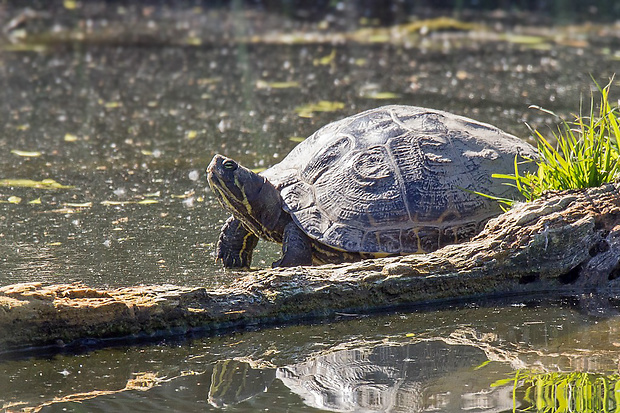 korytnačka písmenková  Trachemys scripta