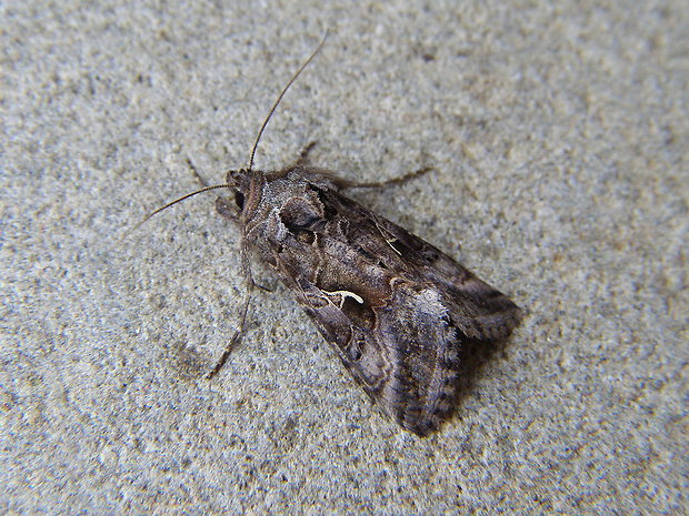 mora gama Autographa gamma