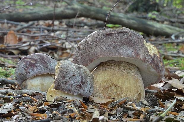 hríb sosnový Boletus pinophilus Pil. et Dermek in Pil.