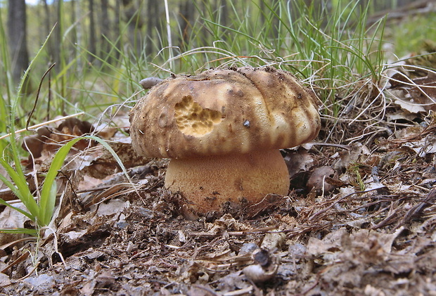 hríb sosnový Boletus pinophilus Pil. et Dermek in Pil.