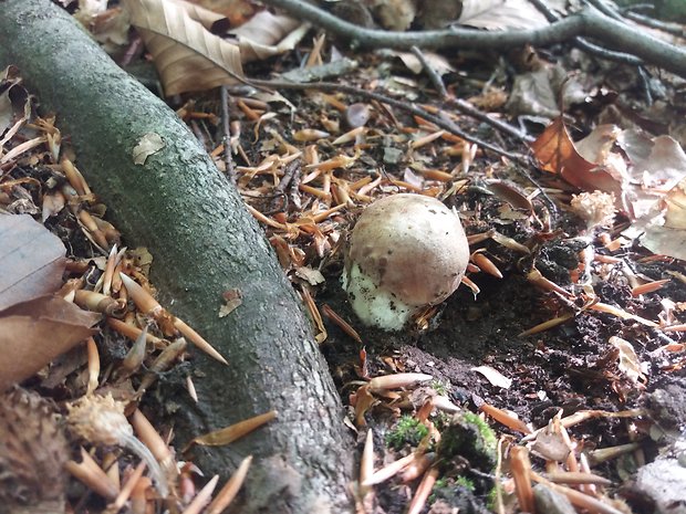 hríb sosnový Boletus pinophilus Pil. et Dermek in Pil.