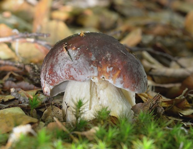 hríb sosnový Boletus pinophilus Pil. et Dermek in Pil.