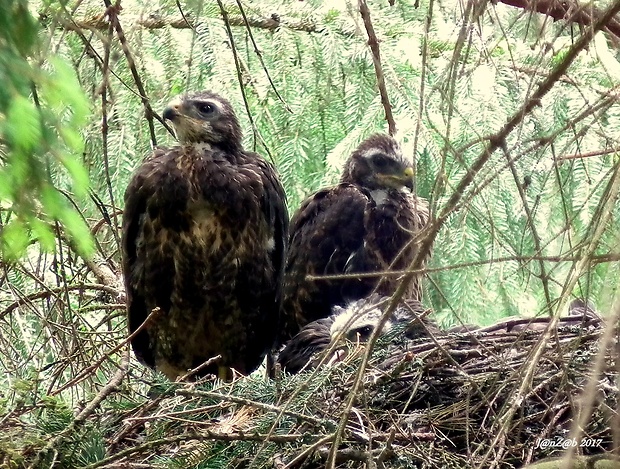 myšiak hôrny Buteo Buteo