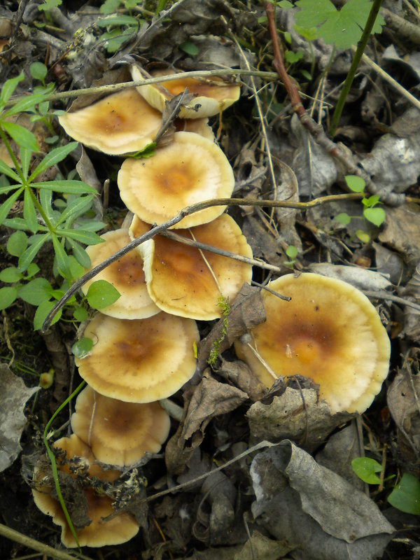 peniazovka Collybia sp.