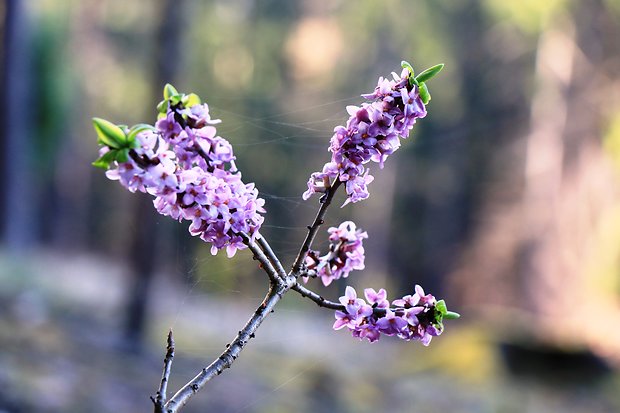 lykovec jedovatý Daphne mezereum L.