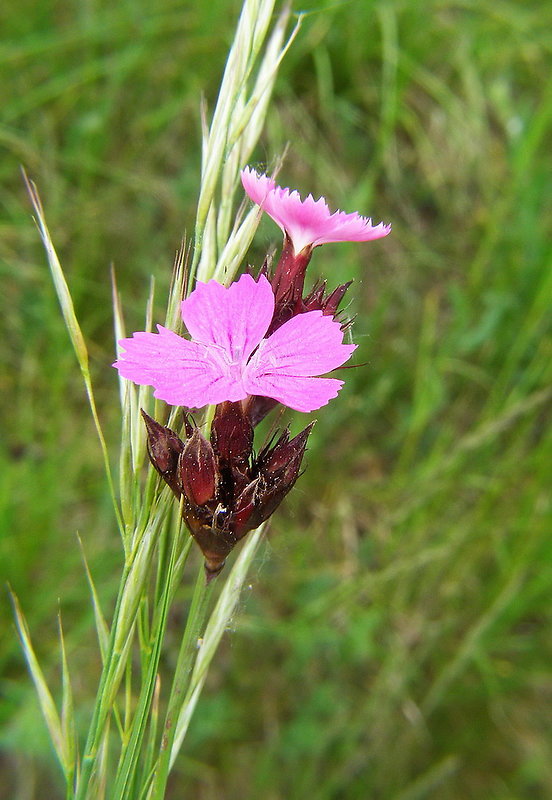 klinček kartuziánsky Dianthus carthusianorum L.