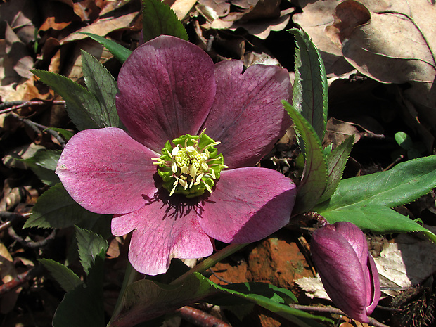 čemerica purpurová Helleborus purpurascens Waldst. et Kit.