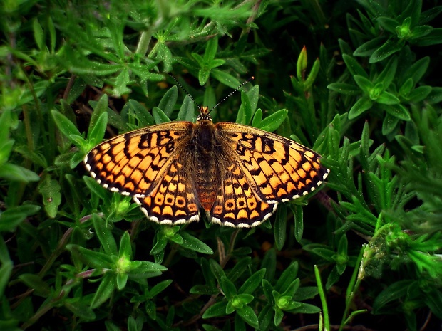 hnedáčik mriežkovaný (sk) / hnědásek kostkovaný (cz) Melitaea cinxia Linnaeus, 1758