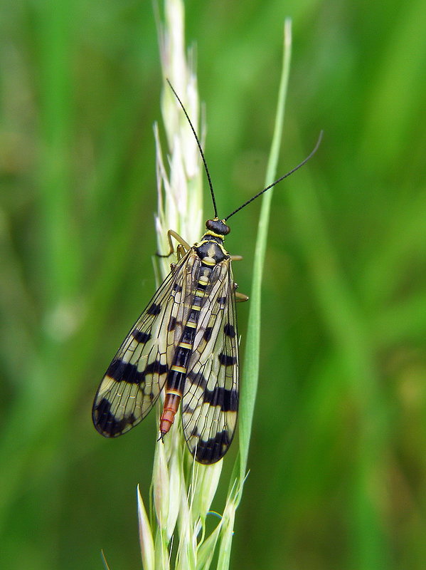 srpica obyčajná Panorpa vulgaris