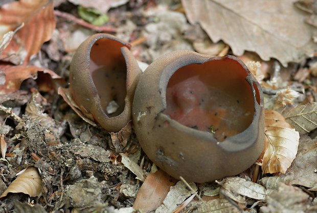 čiaška podvojná Phylloscypha phyllogena (Cooke) Van Vooren