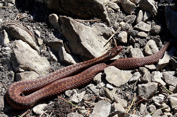 vretenica severná Vipera berus