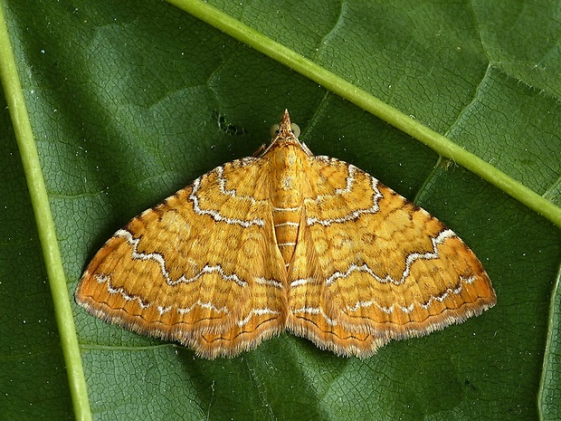 piadivka žhľavová Camptogramma bilineata