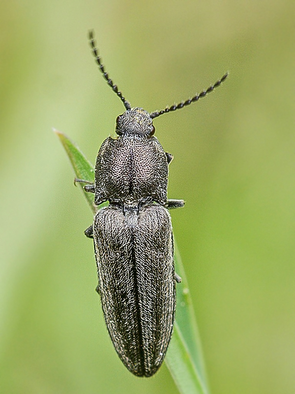 kováčik Cidnopus pilosus