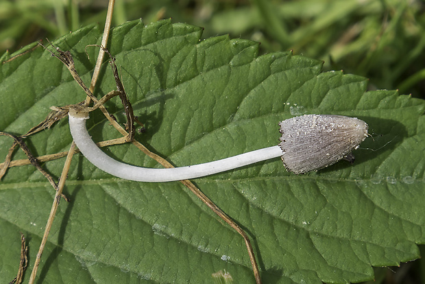 hnojník, podsekcia Alachuani Coprinus cf. epichloeus Uljé & Noordeloos