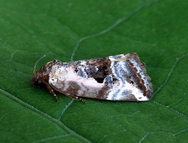 sivkavec pôvabný (sk) / blýskavka narůžovělá (cz) Elaphria venustula Linnaeus, 1758