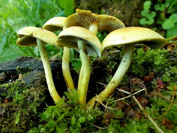 strapcovka zväzkovitá Hypholoma fasciculare (Huds.) P. Kumm.