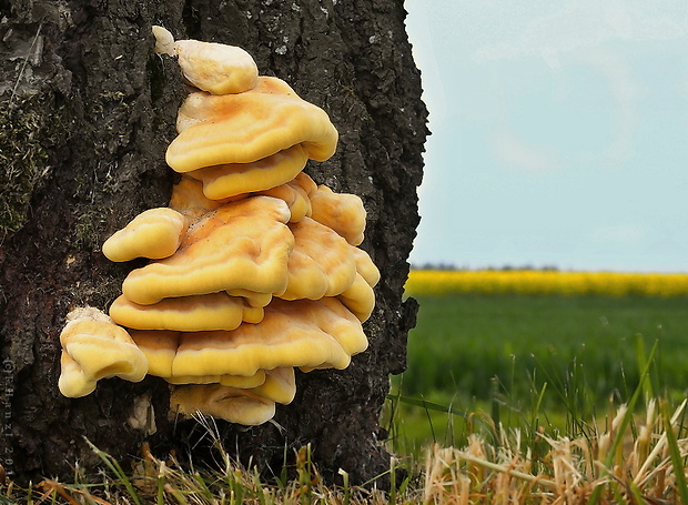 sírovec obyčajný Laetiporus sulphureus (Bull.) Murrill