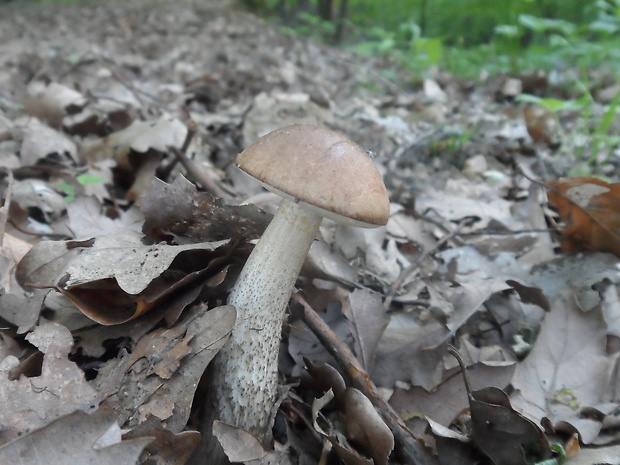 kozák brezový Leccinum scabrum (Bull.) Gray